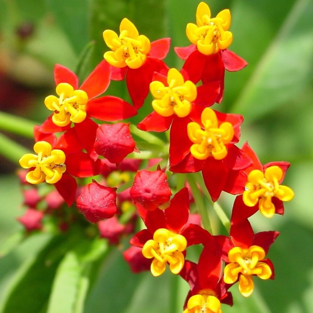 2 Tropical Milkweed Plants Live, 5-8 Inch Tall, Butterfly Milkweed Asclepias Tuberosa Plant for Perennial Flower