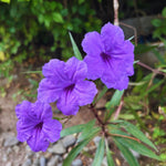 6 Purple Mexican Petunia Plants Live for Planting Outdoors, 5 to 7 Inc Tall, Perennial Outdoor Indoor
