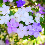 2 Packs Brunfelsia Plants 5-8" Tall, Yesterday, Today, Tomorrow Flowering Shrub, Live Plant for Indoor and Outdoor Gardening, Color-Changing Blooms