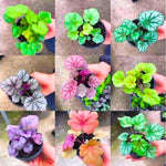 2-Pack Live Heuchera Coral Bells Plants, Mix Colorful Leaves, Vibrant Indoor Outdoor Planting