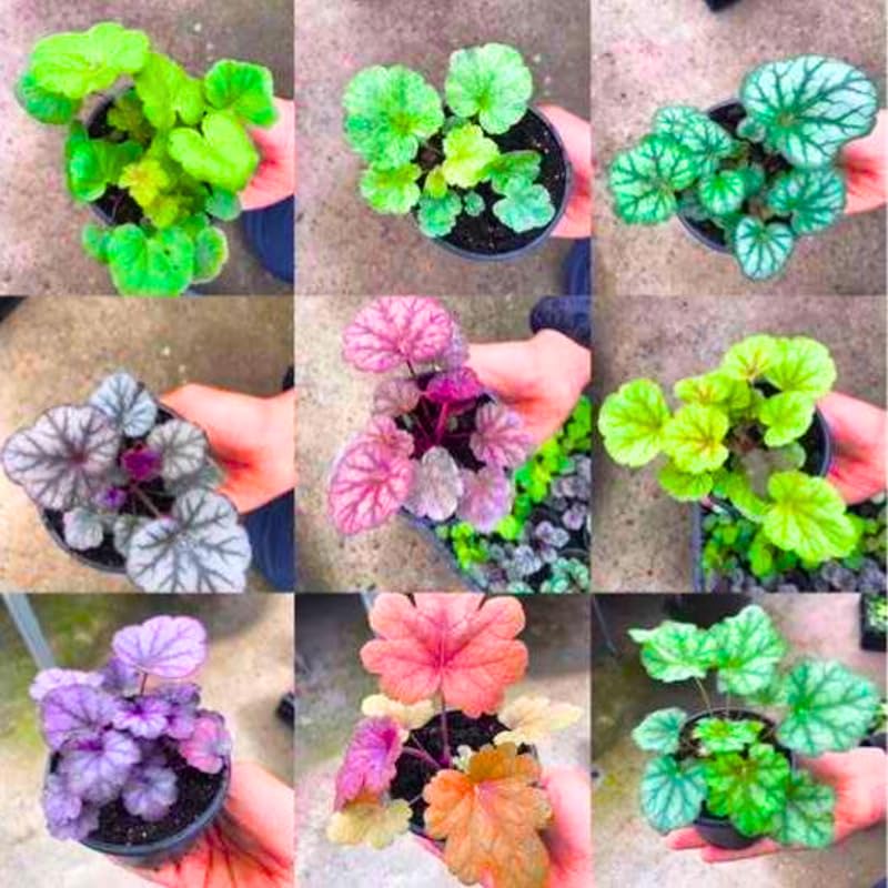2-Pack Live Heuchera Coral Bells Plants, Mix Colorful Leaves, Vibrant Indoor Outdoor Planting