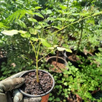 Moringa Plant Live, Moringa Oleifera Live Plant 4” Potted, Fast-Growing Tree for Indoor Outdoor Gardens
