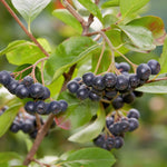 Black Aronia Chokeberry Live Plant, Cold Hardy Aronia Bush, 1-2 Ft Tall