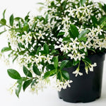 Set 2 Green Jasmine Plant Live, 4-7 Inches Tall, Fast Growing Jasmine Flower Plant, Low Maintenance for Patio and Home Decoration