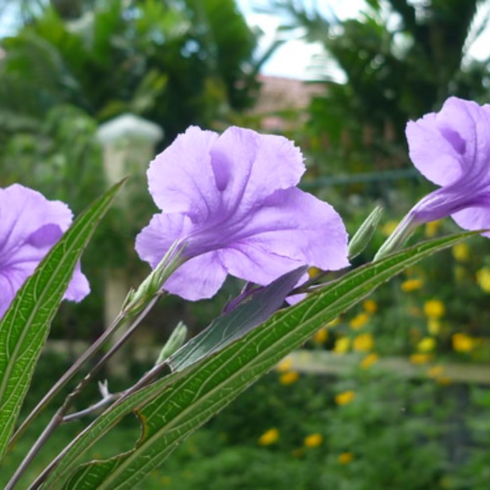 6 Purple Mexican Petunia Plants Live, 4-7'' Tall, Ruellia Simplex Petunia Plants, Flowers Plant