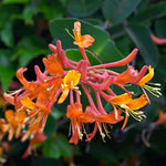 2 Coral Honeysuckle Plants Live for Planting, Fragrant Honeysuckle Vine Live Plants, 5-9" Tall, Hardy Perennial Climbing Vine