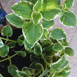 Set 3 Variegated Cuban Oregano Plants Live Mexican Mint Plant, Spanish Thyme Starter Plants from 4 Inc in Height, Fragrant Herb Well Rooted