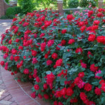 Rose Bush Live Plant, Rose Plant Live for Planting, 5-10 Inch Tall, Fragrant Flowers Well Rooted Starter Plant Indoor Outdoor (Red Rose)