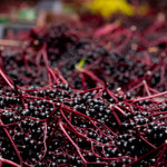 Live Black Elderberry Plant, Elderberry Bush Plants, 5-9 Inches Tall, Ready for Growing, Dormant in Winter