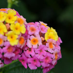 Live Lantana Plant, Perennial Lantana, Vibrant Flower Colors, 4 Inch Pot for Indoor or Outdoor Planting (Pink Flowers)