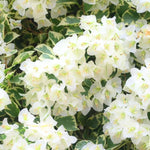 Set 2 White Bougainvillea Plants Live, Flowering Bougainvillea Vine 4-8 Inches Tall, Climbing Plant for Outdoor Garden and Trellis