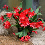 Easter Cactus Plants Live, Vibrant Color, Size 5-9" in Tall, No Pot, Spring Bloom Housplant Indoor Outdoor Succulent Cacti (Red)