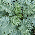 Pack 2 Pots Kale Plants, Vegetable Kale Plants Live for Planting, 4 Inch Pot