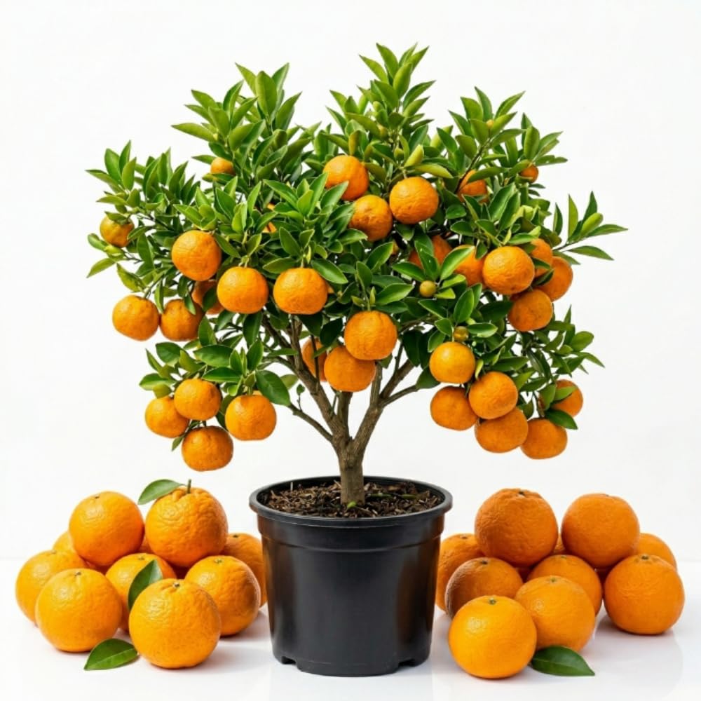 Mandarin Orange Tree, Sweet Mandarin Plants Live, 1.5 Years Old Plant, Well Rooted in 1 Gallon Pot, 1-2 Feet Tall, Citrus Fruit Tree for Patio and Outdoor Garden