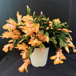 Live Yellow Christmas Cactus Live Plant 4–6 Inches Tall, Winter Blooming False Thanksgiving Cactus Well Rooted, Flowering Houseplant for Home and Office