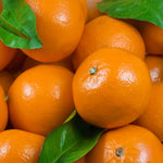 Clementine Mandarin Tree Live Plant, 1-2 Feet Tall in 1 Gallon Pot, Sweet Citrus Fruit Tree for Outdoor Garden, Easy Care Potted Citrus Tree