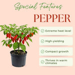 Pepper Plant Live for Planting, Hot Pepper Plant, 4-6 Inc Tall, 4 Inc Pot, High Yield Peppers Seedling for Backyard Vegetable Garden