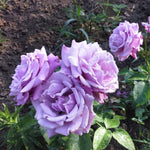 Rose Live Plant, Roses Flower Plant, Fragrant Flower for Planting, 4-6 Inches Tall, Bush Shrub Plants, Well Rooted, Ready to Grow (Orange Rose)