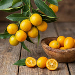 Meiwa Kumquat Tree Live Plant 1 Gallon Pot, Orange Kumquat Live Plant, Sweet Citrus Fruit Tree for Indoor Outdoor Growing
