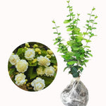 Double Jasmine Flower Plant Live, 1 Live Plant, Sambac Jasmine Plants Live, 5 to 6 Inc Tall