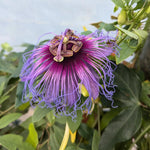 Deep Purple Passion Flower Plant Live, Passiflora Flowering Vine, Trailing Passion Flowers 4 to 8 Inch Tall