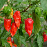 Bhut Jolokia Pepper Plants Live for Planting, Red Pepper Seedlings from 4 to 6 Inches Tall, Starter Plant for Vegetable Garden, 2 Plant Per Pot
