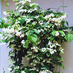 Pack 4 Clerodendrum Bleeding Heart Plants Live, 5-10 Inch Tall, Clerodendrum Bleeding Heart Vine, Bell Shaped Flowers (White Bleeding Heart)