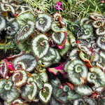 3 Packs Silver Green Begonia Angel Wing Maculata Live Plants, 5-9 Inch Tall, Indoor Outdoor Polka Dot Begonia