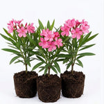 3 Pink Oleander Plants Live, 5 to 7 Inches Tall, Live Oleander Plants, Well Rooted for Gardening Inside Outside