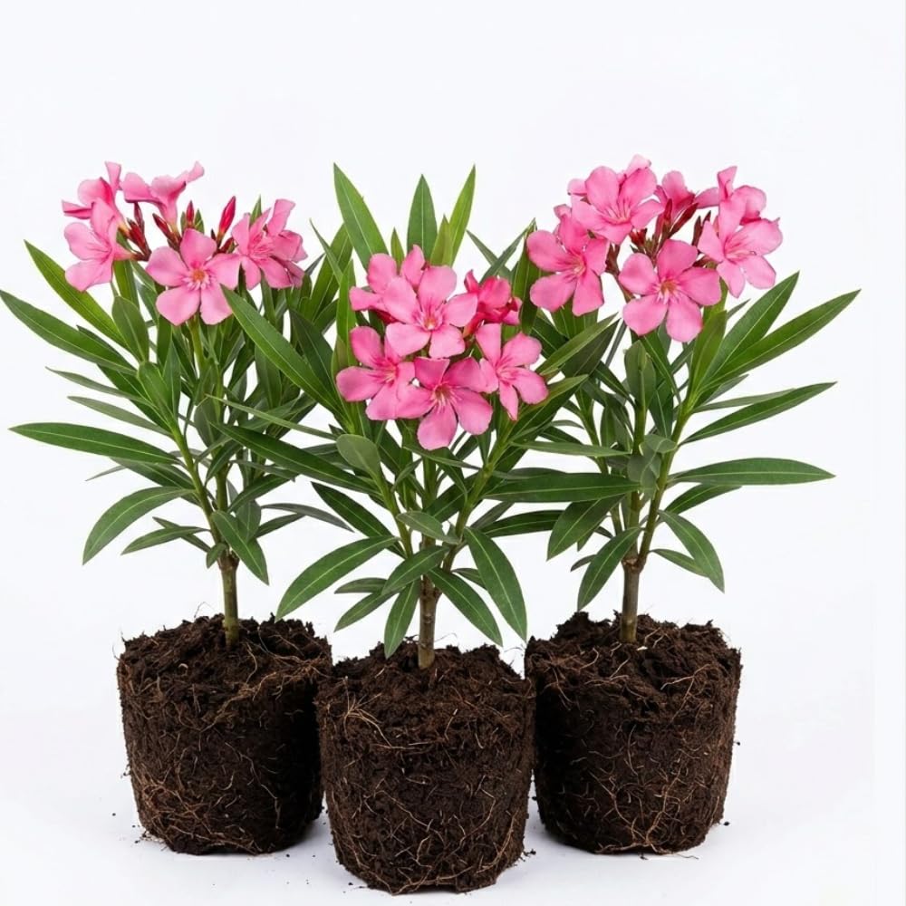 3 Pink Oleander Plants Live, 5 to 7 Inches Tall, Live Oleander Plants, Well Rooted for Gardening Inside Outside
