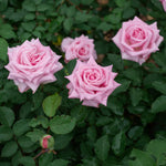 Rose Bush Live Plant, Heirloom Rose Plant Live for Planting, Fragrant Flowers Well Rooted Plant, 5-10 Inch Tall (Pink Rose)