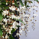 Pack 4 Clerodendrum Bleeding Heart Plants Live, 5-10 Inch Tall, Clerodendrum Bleeding Heart Vine, Bell Shaped Flowers (Clerodendrum Smithianum)