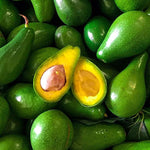 Live Large Fruit Avocado Tree Plant in 3 Gallon Pot, Cold Hardy Avocado Tree 2-3 Ft Tall, Ready to Bear Fruits