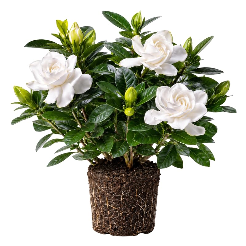 Frostproof Jasmine Plant Live 4-7 Inches Tall, Fragrant Flowering Vine for Garden, Patio Containers and Indoor Growing