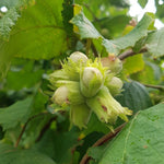 Hardy Hazelnut Tree Plant Live Bare Root 1-2 Feet Tall
