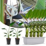 Bird of Paradise Live Plant, Strelitzia Reginae Plant Live Tropical Perennial Blooming, Houseplant Decor Indoor Outdoor (White)
