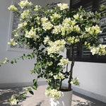 Bougainvillea Tree Live Plant, 5 to 9 Inches Tall, Outdoor Landscaping Trailing Flowering Vines for Trellis, Spring Garden (White)