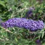 Butterfly Bush Plant Live, Perennial Buddleia Bushes Ready to Grow Outdoor 4-8 Inches (Purple Blue Buddleia)