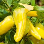 2PPP Yellow Banana Pepper Plants Live, Pepper Plants, 4-7'' Tall