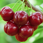 2 Live Acerola Barbados Cherry Trees, 5-10 Inch Tall Fruit Plants for Ornamental Garden, No Pot, Spring Planting