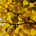 Ginkgo Live Plant, 3-6 Inch Tall