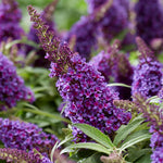 Butterfly Bush Plant Live, Perennial Buddleia Bushes Ready to Grow Outdoor 4-8 Inches (Purple Blue Buddleia)