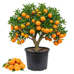 Satsuma Mandarin Fruit Tree Live Plant, Citrus Mandarin Tree in 1 Gallon Pot, Edible Fruit Plant, Compact Fruiting Tree for Garden