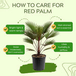 Palm Tree Live Plant, Fully Rooted in 3 Gallon Pot, Rare Tropical Plant Live for Indoor or Outdoor Growing, Rare Red
