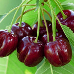 2 Live Acerola Barbados Cherry Trees, 5-10 Inch Tall Fruit Plants for Ornamental Garden, No Pot, Spring Planting