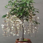 Pack 4 Clerodendrum Bleeding Heart Plants Live, 5-10 Inch Tall, Clerodendrum Bleeding Heart Vine, Bell Shaped Flowers (Clerodendrum Smithianum)