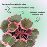 Strawberry Begonia Live Plant, Variegated Saxifraga Plant, Begonia Live Plant, Variegated Foliage, 3.25 Inches Pot for Planting