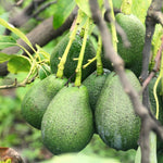 Live Green Avocado Tree Plant in 3 Gallon Pot, Cold Hardy Avocado Tree 2-3 Ft Tall, Ready to Bear Fruits