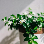 Set 2 Green Jasmine Plant Live, 4-7 Inches Tall, Fast Growing Jasmine Flower Plant, Low Maintenance for Patio and Home Decoration