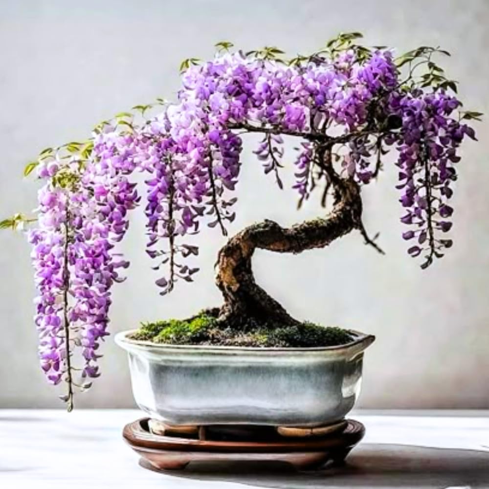 Wisteria Live Plant in 2.5" Pot, 6-12 Inch Tall Fragrant Wisteria Vine for Garden Trellis and Containers, Indoor Outdoor (Purple Wisteria)